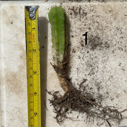 Bridgesii "Wowie x Bertha" Seedling #1