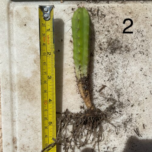 Bridgesii "Wowie x Bertha" Seedling #2