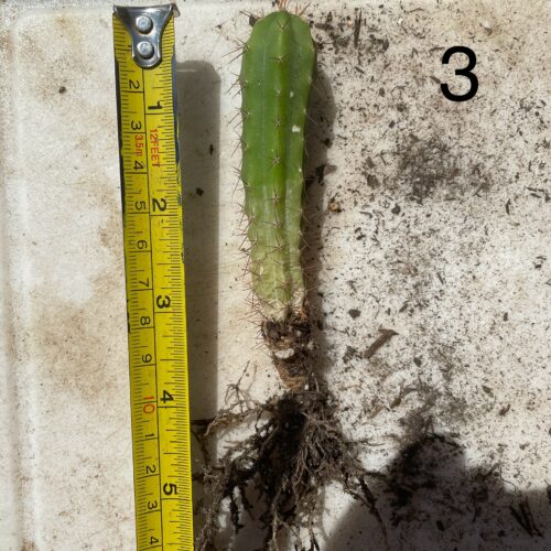 Bridgesii "Wowie x Bertha" Seedling #3