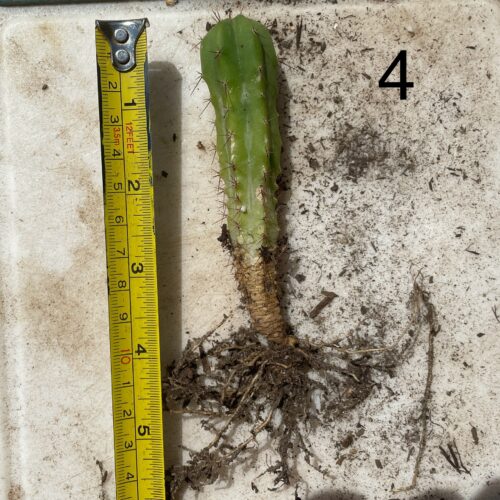 Bridgesii "Wowie x Bertha" Seedling #4