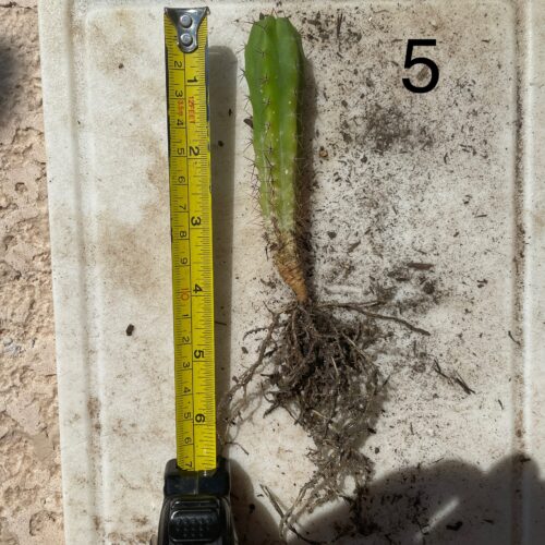 Bridgesii "Wowie x Bertha" Seedling #5