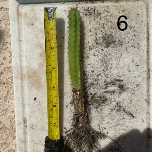 Bridgesii "Wowie x Bertha" Seedling #6