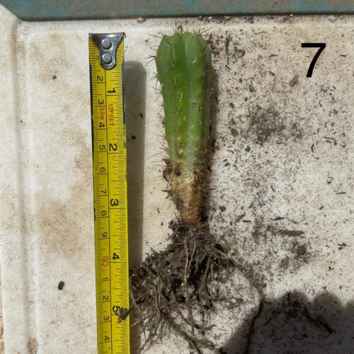 Bridgesii "Wowie x Bertha" Seedling #7