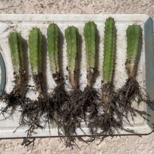 Bridgesii "Wowie x Bertha" Seedlings