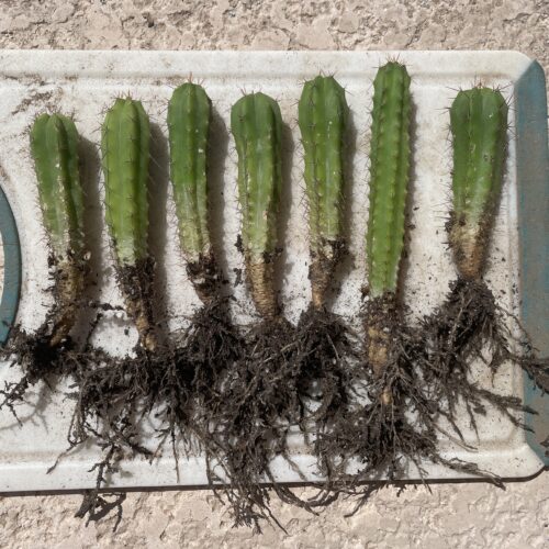 Bridgesii "Wowie x Bertha" Seedlings