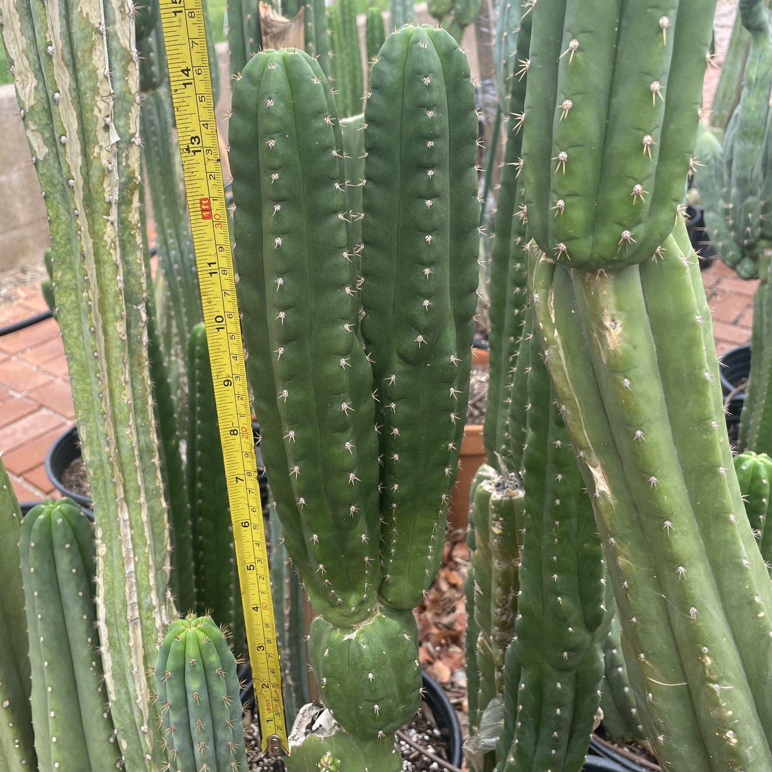 San Pedro "Monstrose" Cutting with 2 Arms