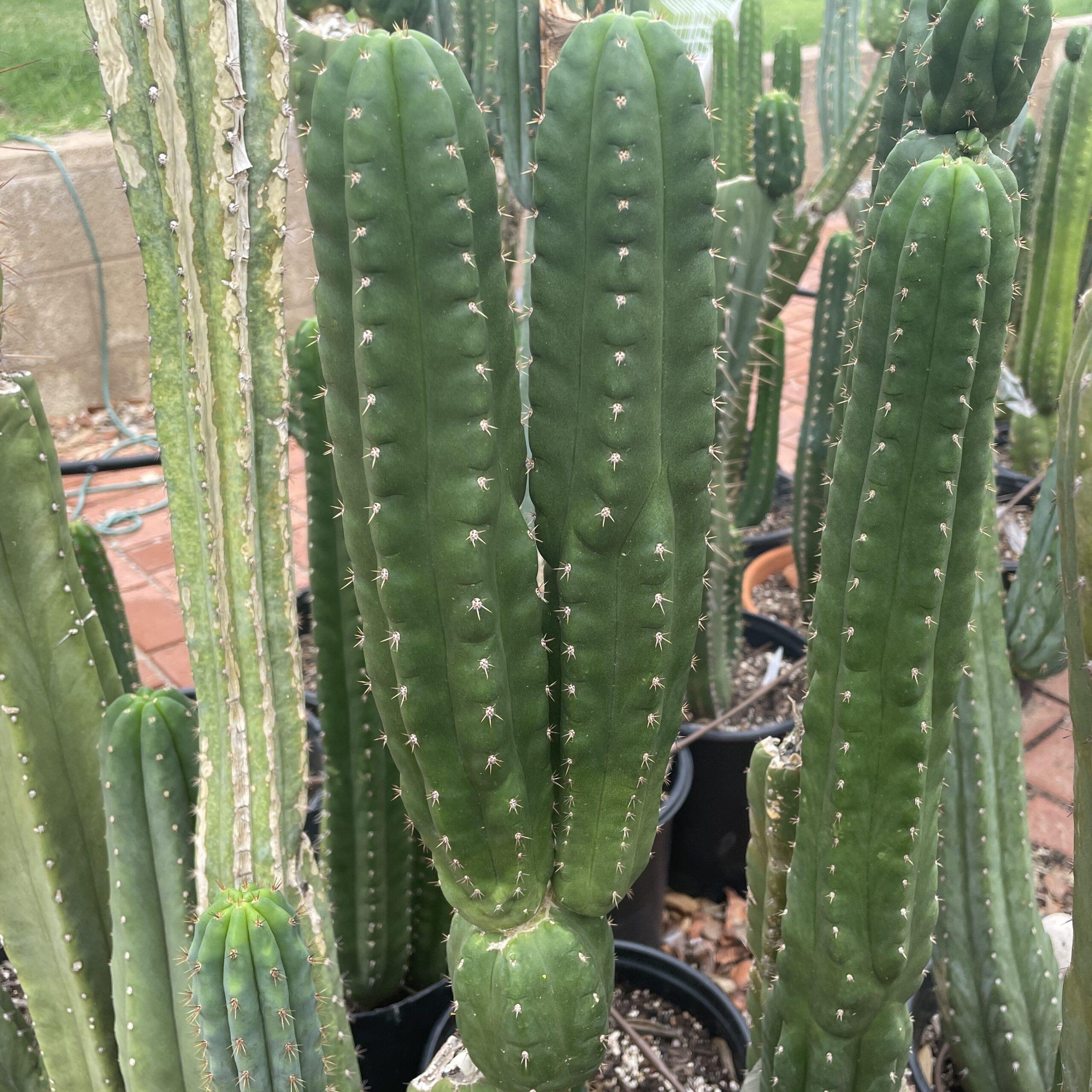 San Pedro "Monstrose" Cutting with 2 Arms