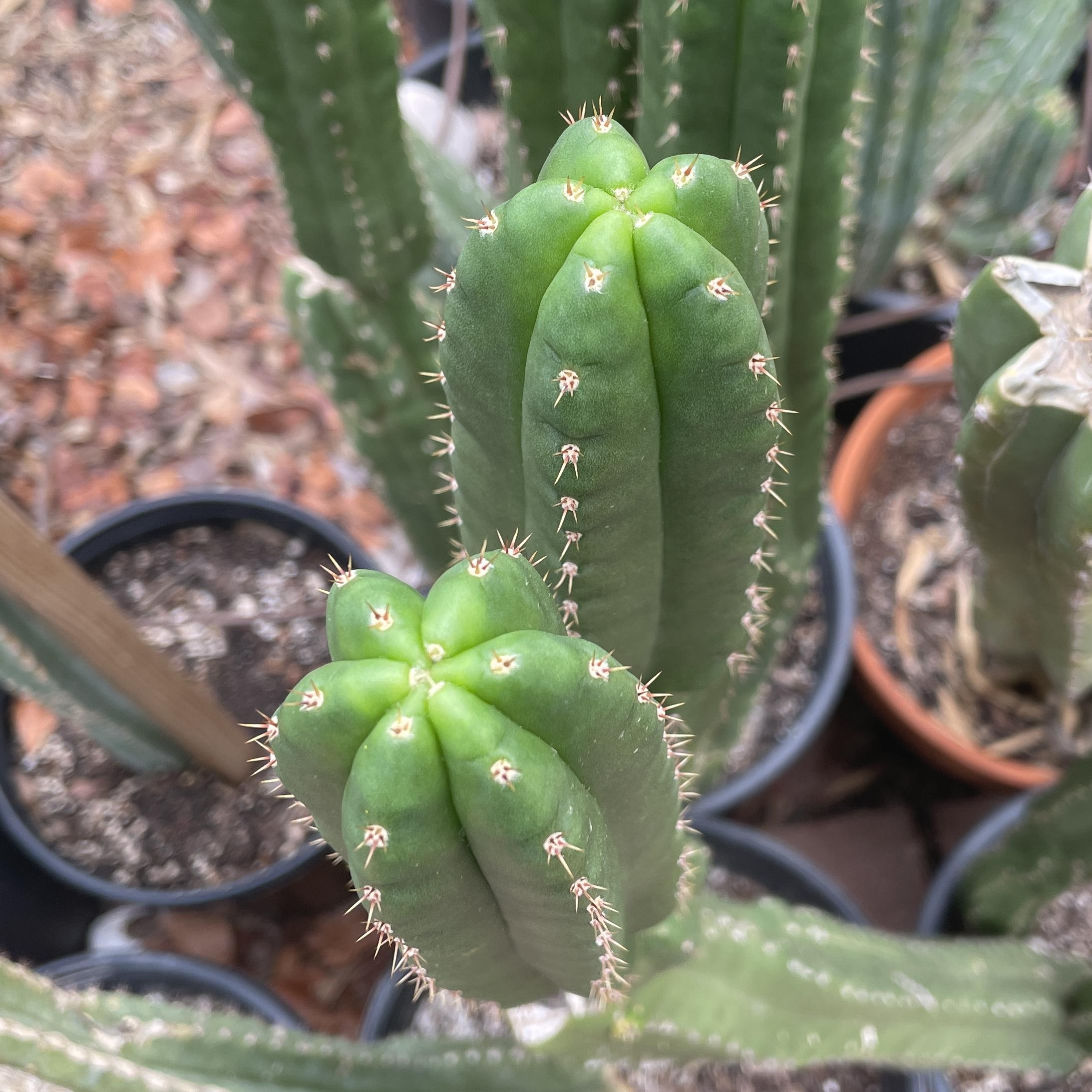 San Pedro "Monstrose" Cutting with 2 Arms