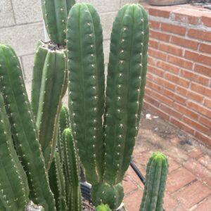 San Pedro "Monstrose" Cutting with 2 Arms