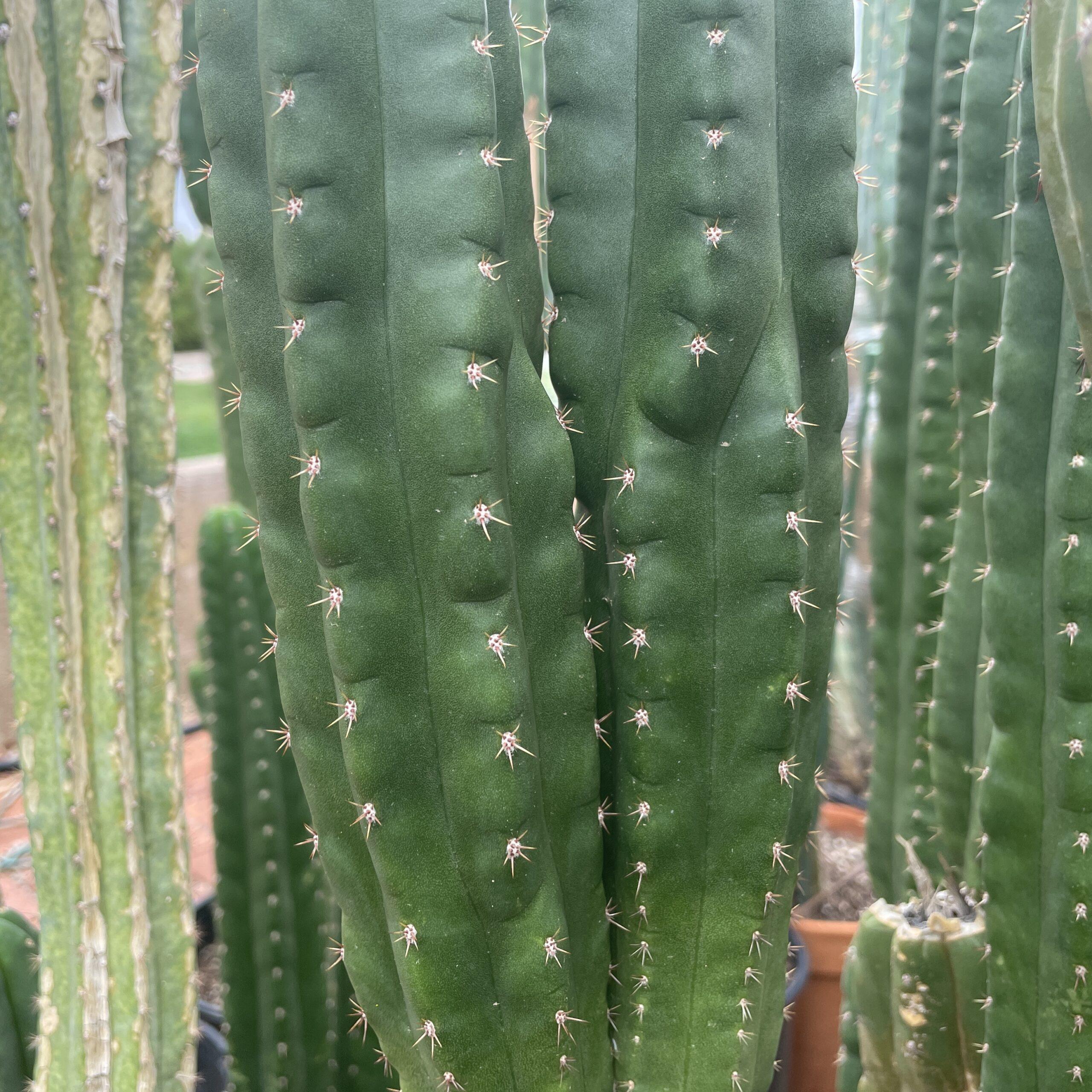 San Pedro "Monstrose" Cutting with 2 Arms