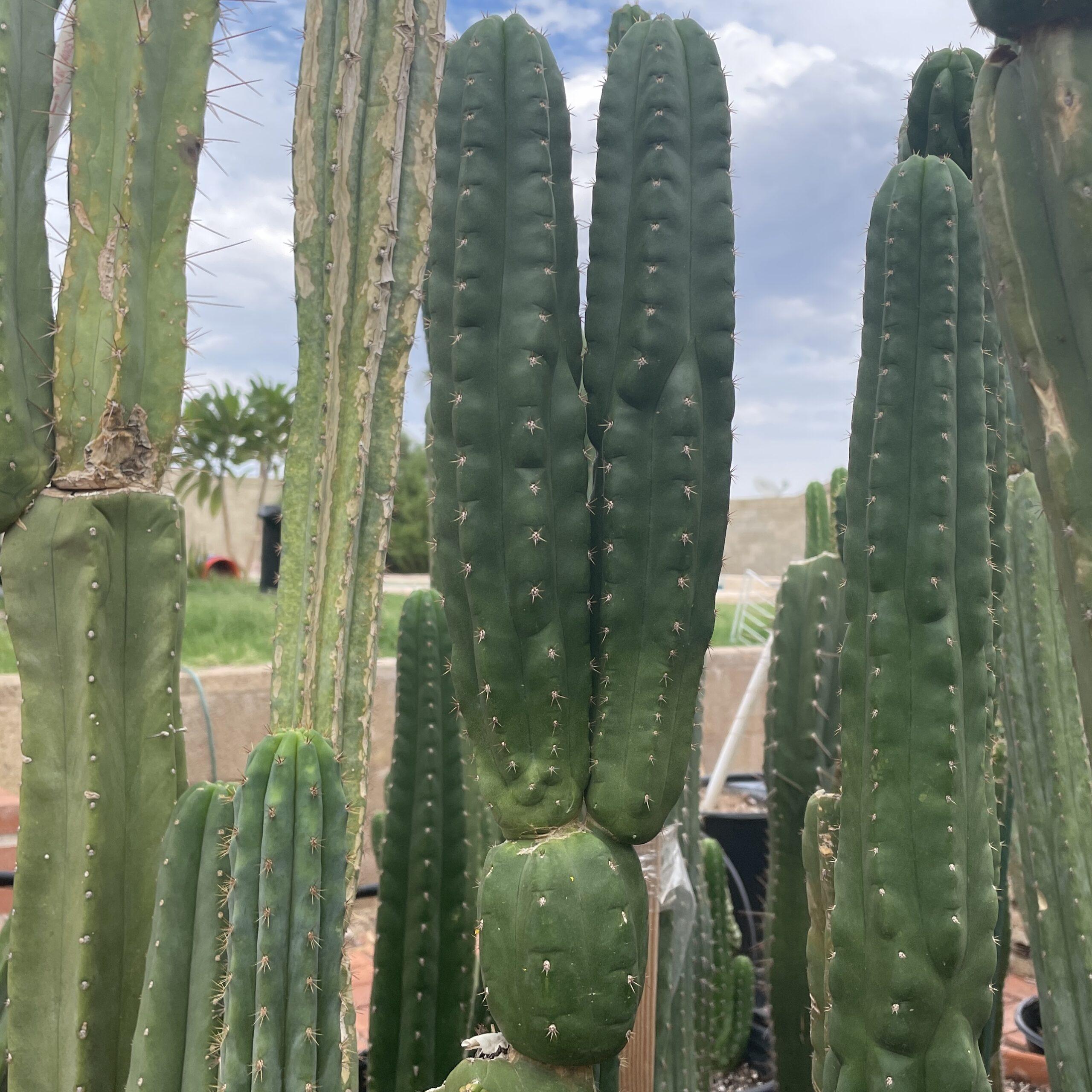 San Pedro "Monstrose" Cutting with 2 Arms