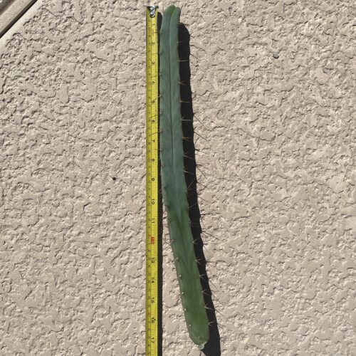 16.5 inch Bridgesii Four Winds Cutting