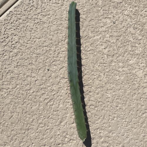 16.5 inch Bridgesii Four Winds Cutting