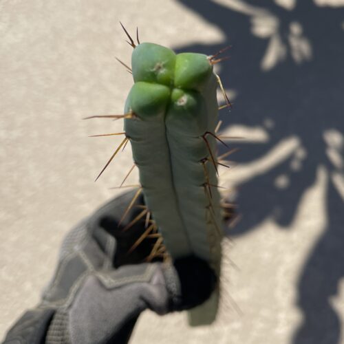 16.5 inch Bridgesii Four Winds Cutting
