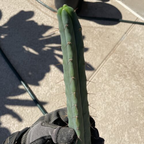 16.5 inch Bridgesii Four Winds Cutting