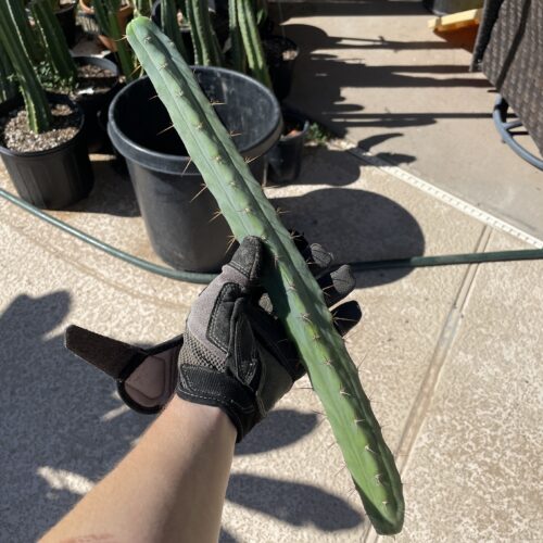 16.5 inch Bridgesii Four Winds Cutting