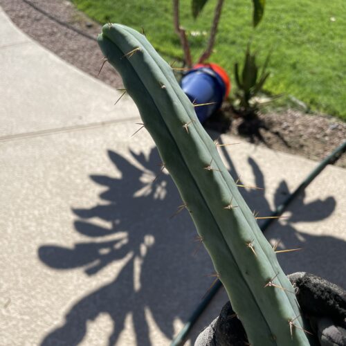 16.5 inch Bridgesii Four Winds Cutting