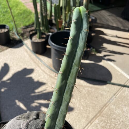 16.5 inch Bridgesii Four Winds Cutting