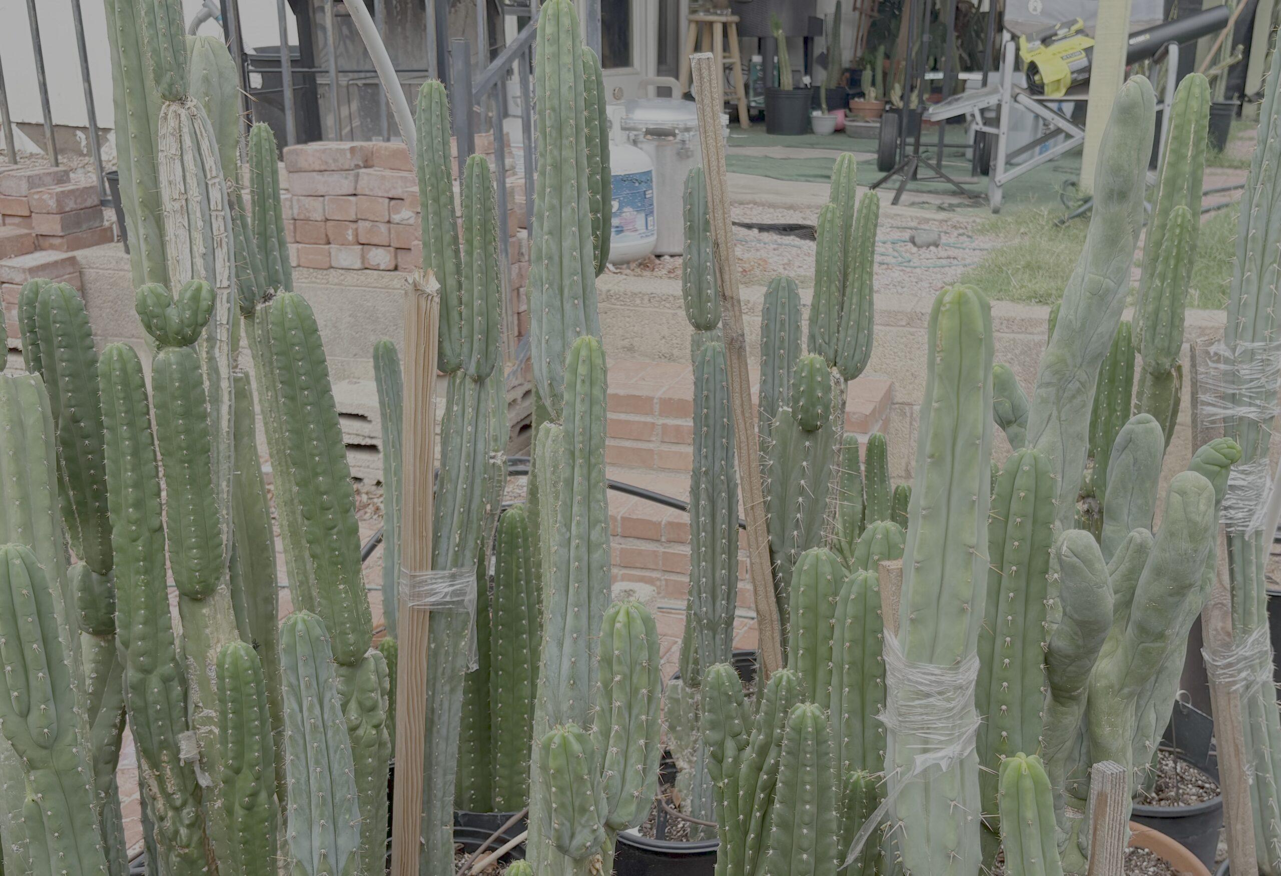 San Pedro Cactus Forest