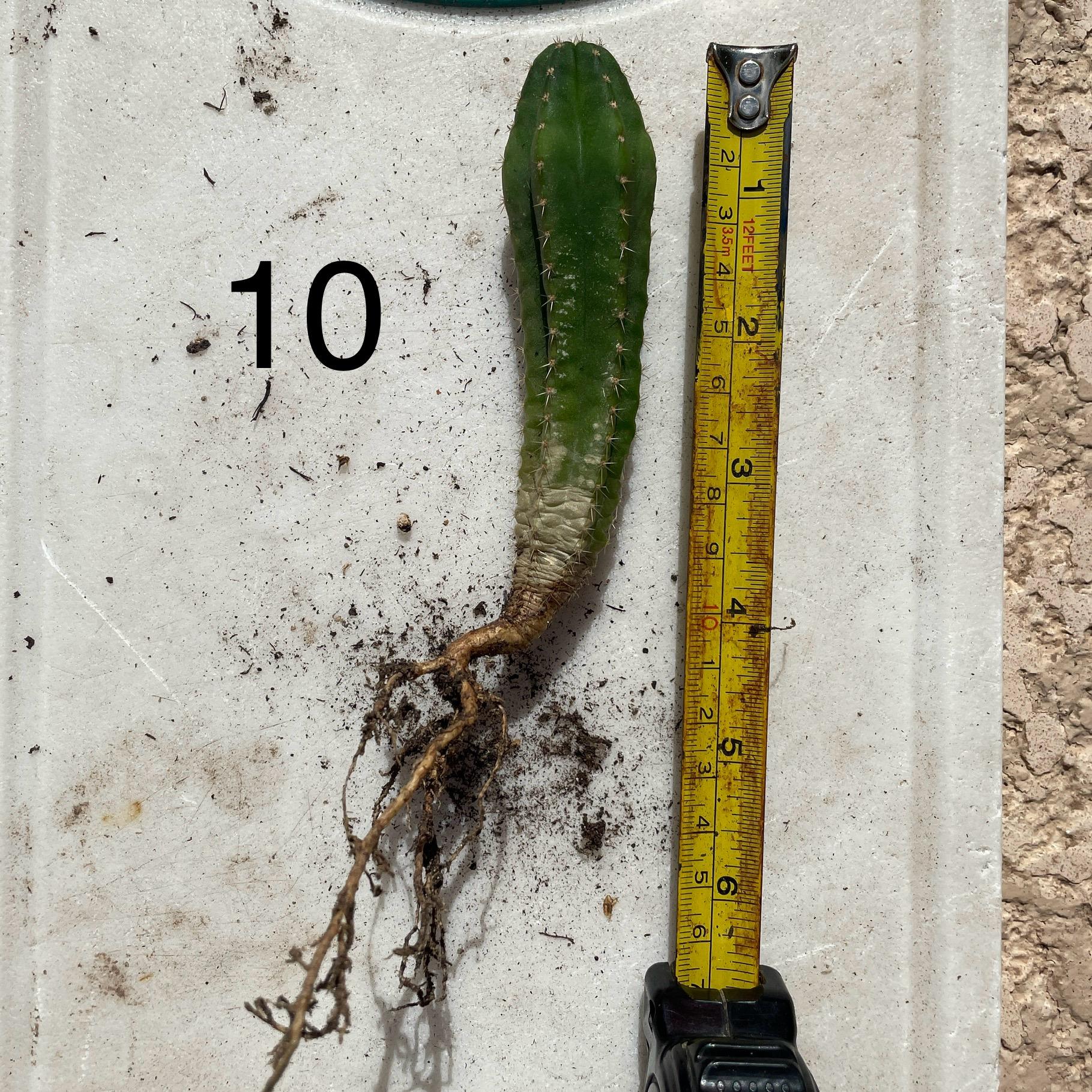 Colossus x MP Scop Seedling #10