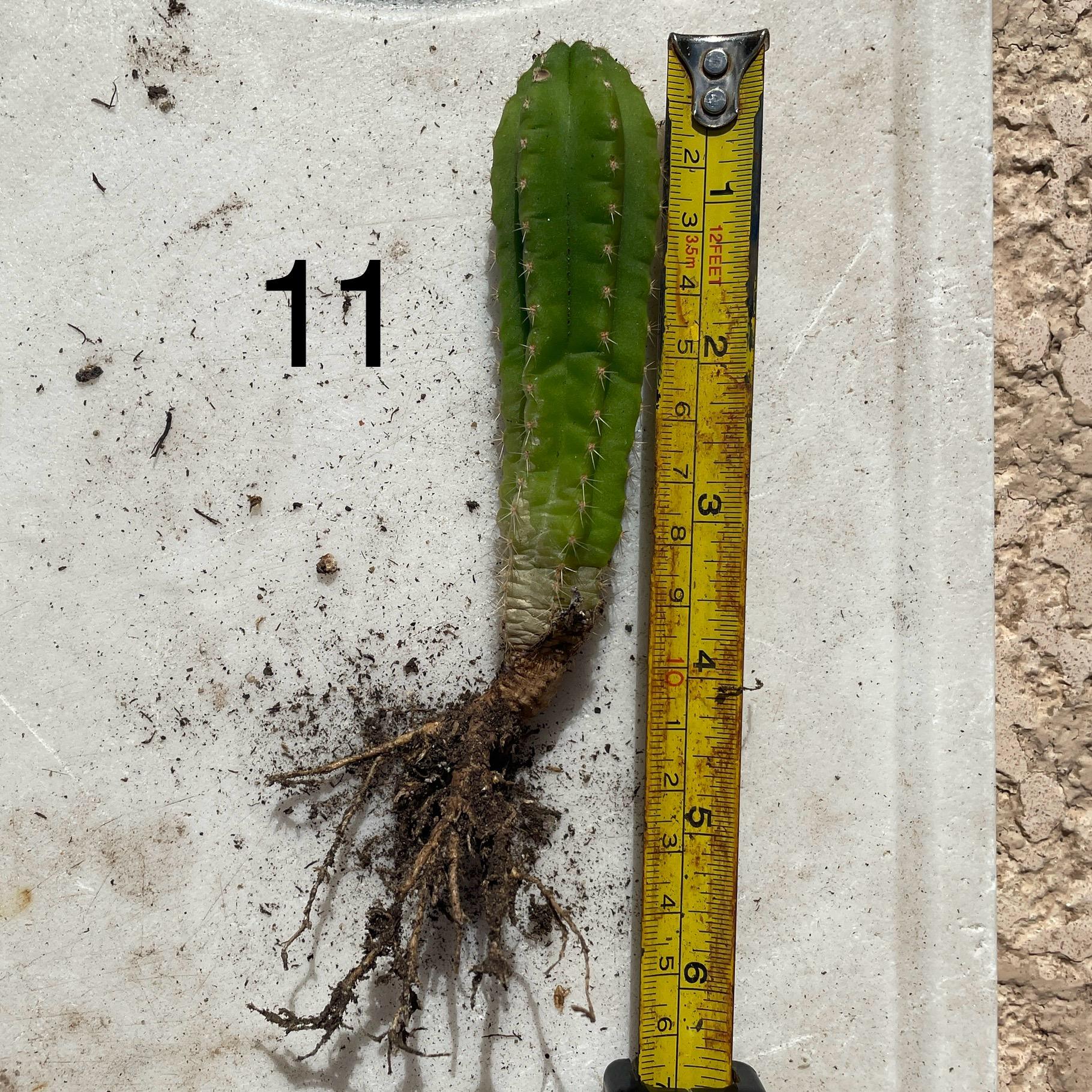 Colossus x MP Scop Seedling #11