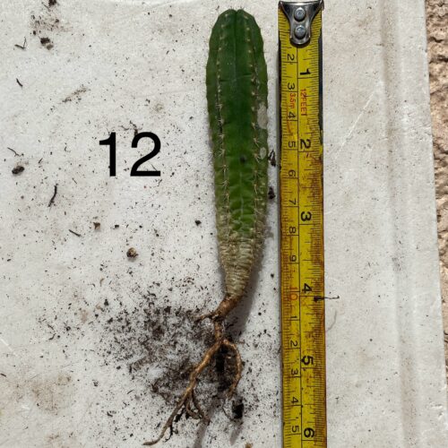 Colossus x MP Scop Seedling #12