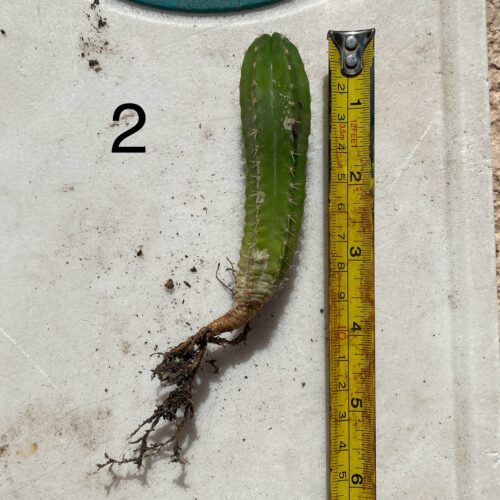 Colossus x MP Scop Seedling #2