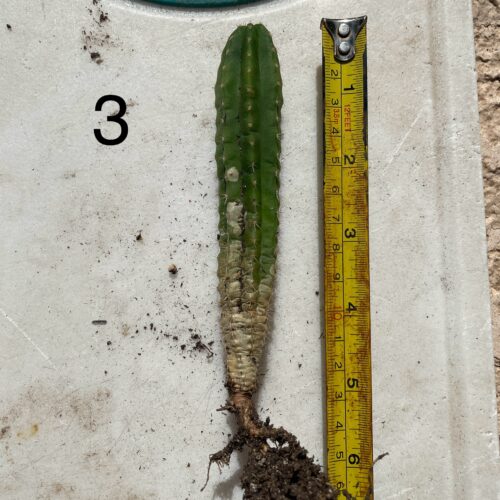 Colossus x MP Scop Seedling #3