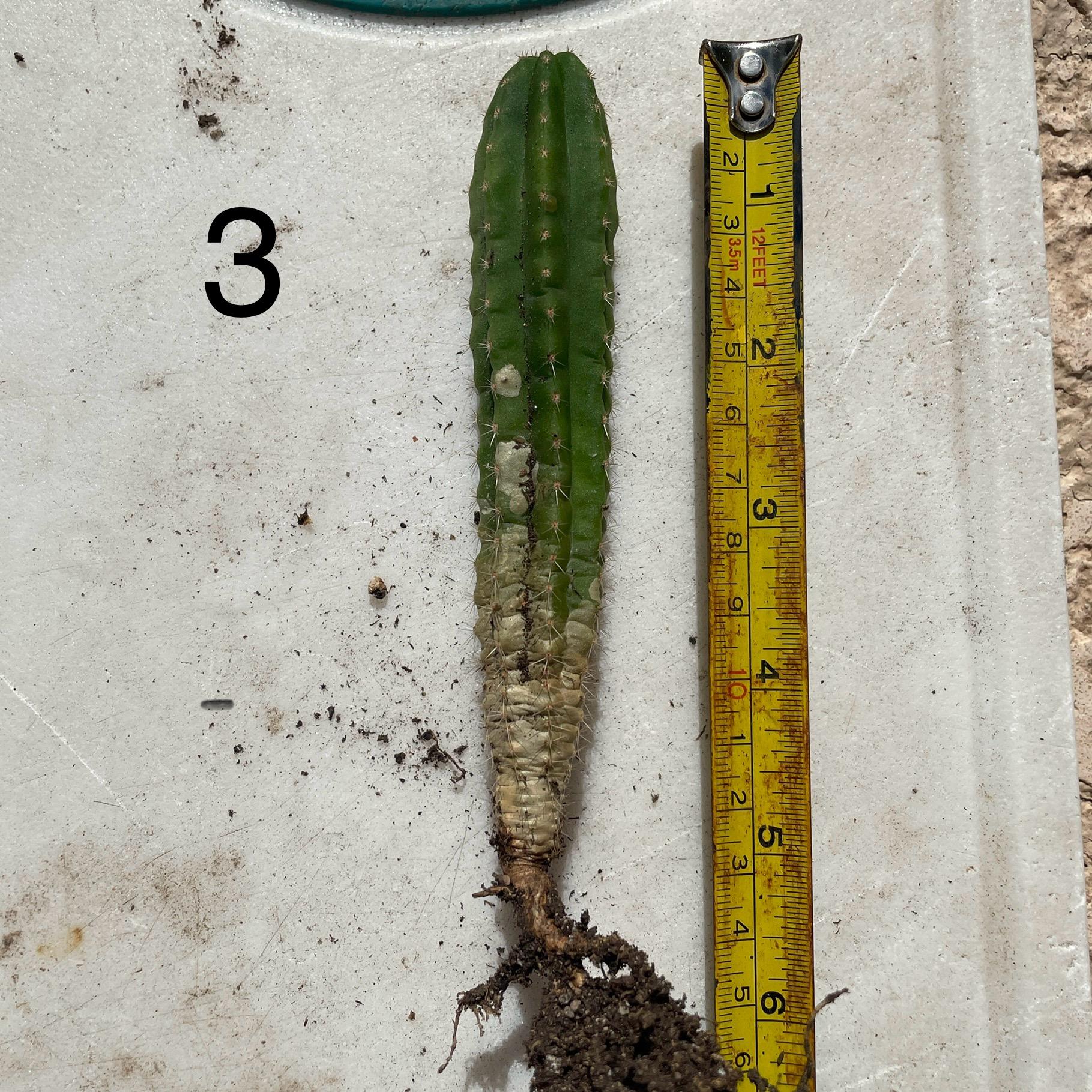 Colossus x MP Scop Seedling #3