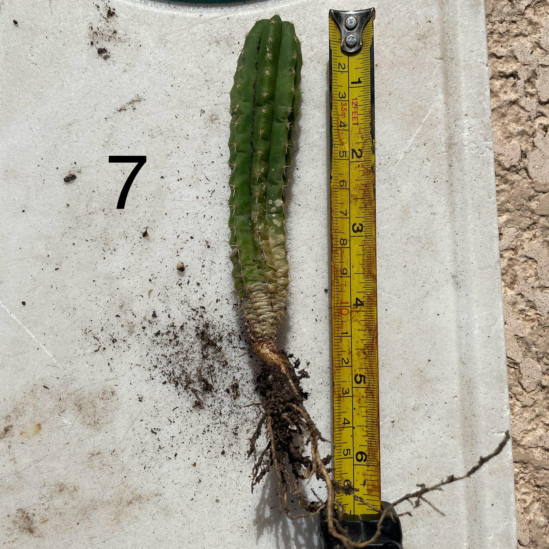 Colossus x MP Scop Seedling #7