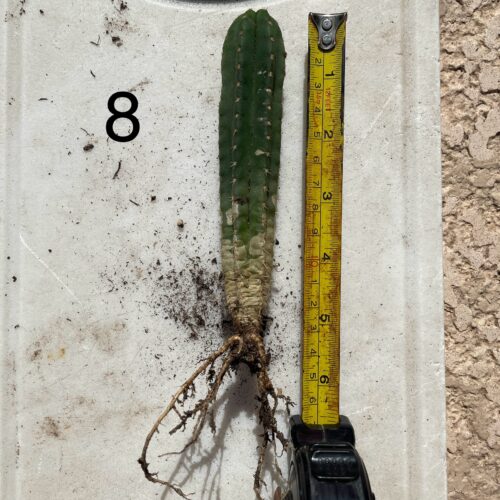 Colossus x MP Scop Seedling #8