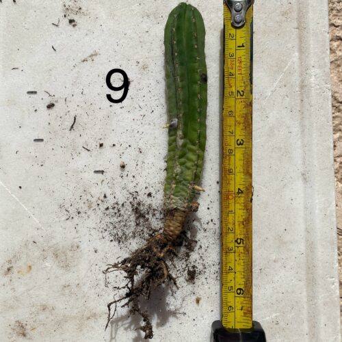 Colossus x MP Scop Seedling #9