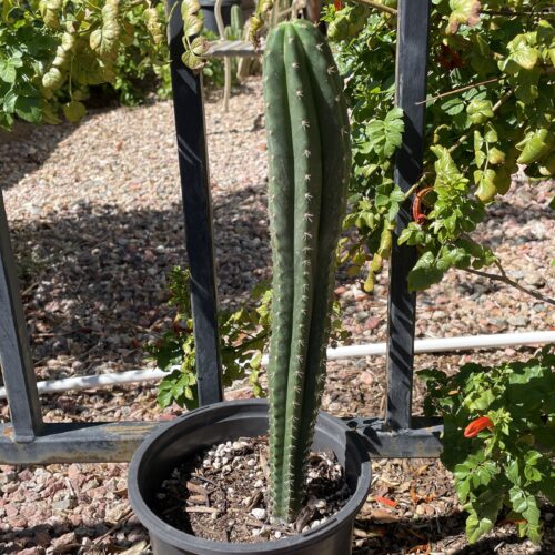 XL Dr. G Scop x (Super Pedro x J3) Seedling