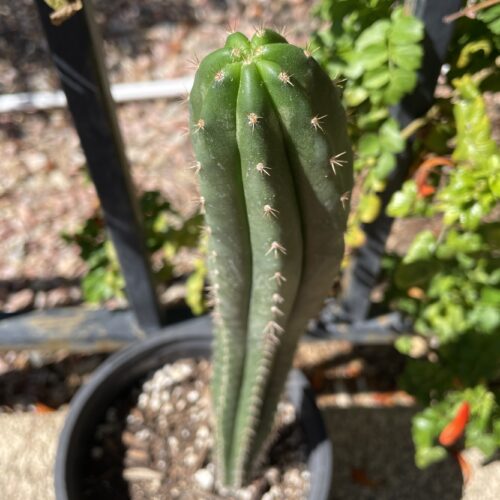XL Dr. G Scop x (Super Pedro x J3) Seedling