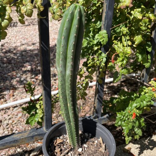 XL Dr. G Scop x (Super Pedro x J3) Seedling