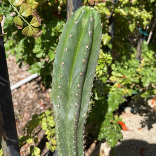 XL Dr. G Scop x (Super Pedro x J3) Seedling