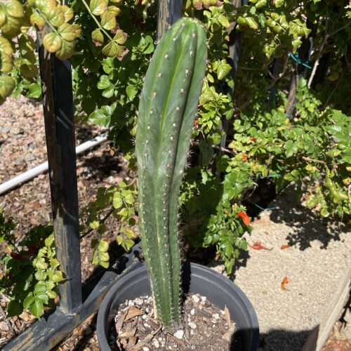XL Dr. G Scop x (Super Pedro x J3) Seedling