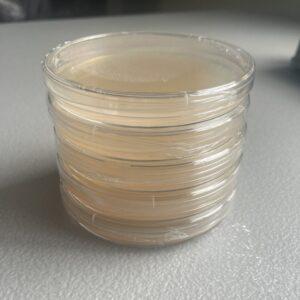 5 pack of blank LME agar plates