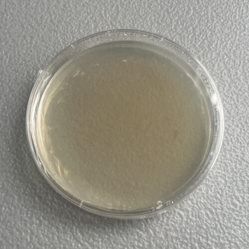 5 pack of blank LME agar plates