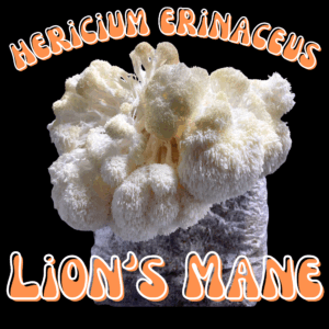 Hericium erinaceus "Lion's Mane" Mushrooms