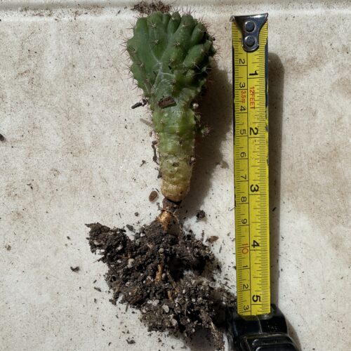 Crested San Pedro "TPC x KT-Ogun" Seedling (A)