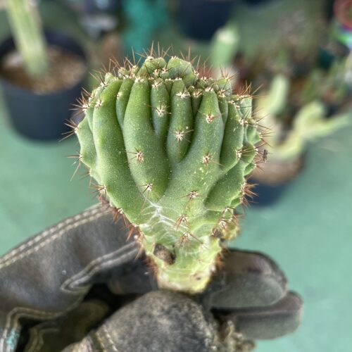 Crested San Pedro "TPC x KT-Ogun" Seedling (A)