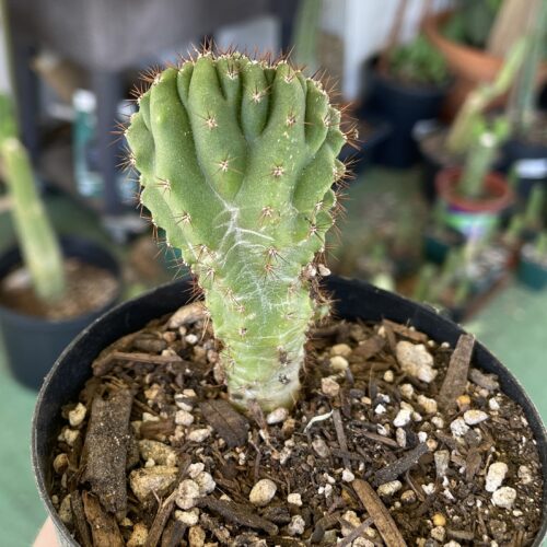 Crested San Pedro "TPC x KT-Ogun" Seedling (A)