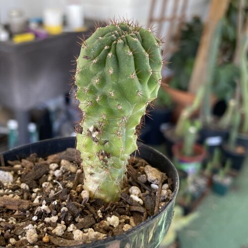 Crested San Pedro "TPC x KT-Ogun" Seedling (A)