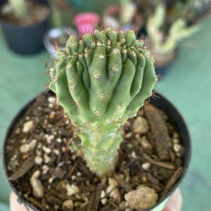 Crested San Pedro "TPC x KT-Ogun" Seedling (A)