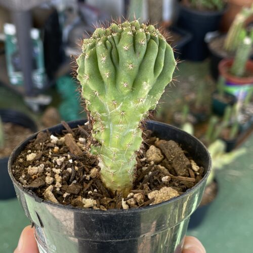 Crested San Pedro "TPC x KT-Ogun" Seedling (A)