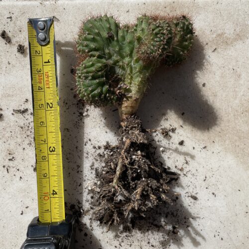 Crested San Pedro "TPC x KT-Ogun" Seedling (C)