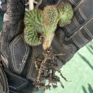 Crested San Pedro "TPC x KT-Ogun" Seedling (C)
