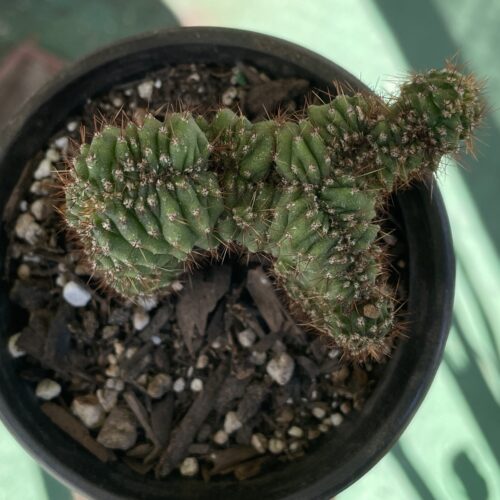 Crested San Pedro "TPC x KT-Ogun" Seedling (C)