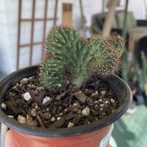 Crested San Pedro "TPC x KT-Ogun" Seedling (C)